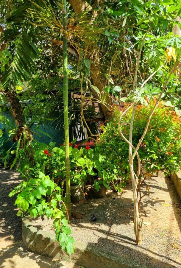 Helena Holiday Cottage Dikwella Εξωτερικό φωτογραφία